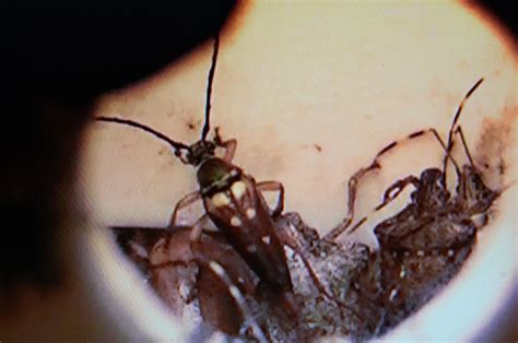 17 Best Images About Stink Bug Traps On Pinterest Indoor