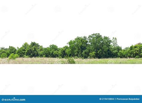 View Of A High Definition Treeline Isolated On A White Background