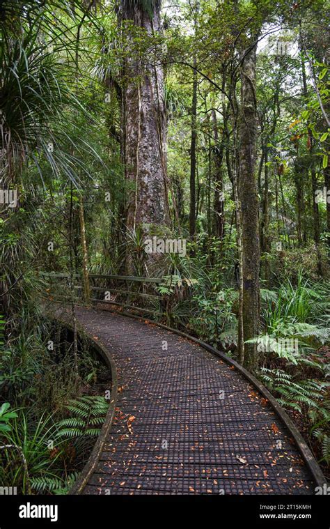 Temperate Rain Forest With Fern Trees New Zealand Rainforest Native