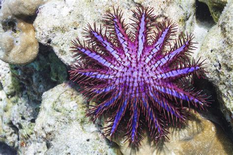 Crown Of Thorns Starfish Facts You Never Knew