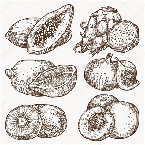 Free Vector Hand Drawn Outline Fruits Pack