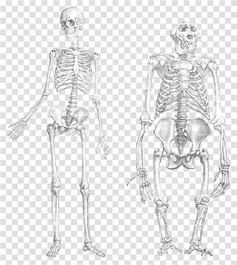 Chimpanzee Vs Human Skeleton Transparent Png