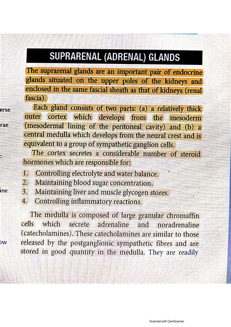 Adrenal Gland Anatomy: The Secret To Unlocking Your Energy
