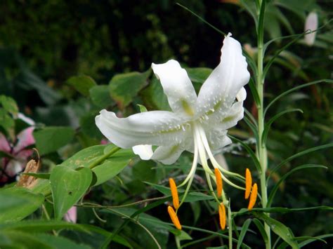 Lilium Speciosum Var Album Japanese Lily World Of Flowering Plants