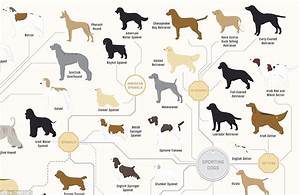 The Family Tree Of Dogs Infographic Reveals How Every Breed Is Related