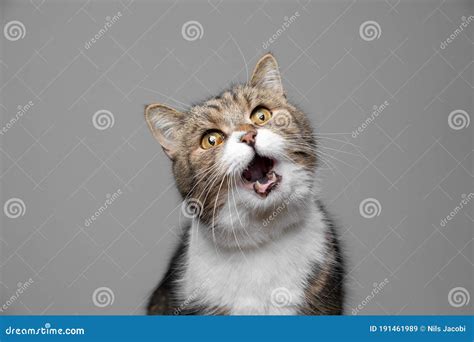 Funny Cat Portrait Meowing Stock Image Image Of Shot 191461989