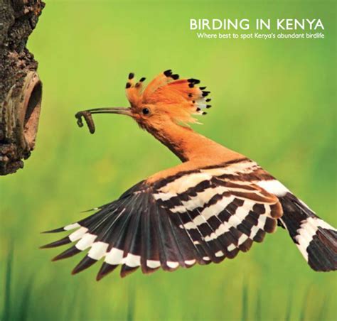 Karibu Kenya Kenyas Birds
