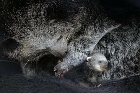 The Binturong Abconservation