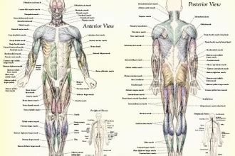 It makes it easier to study a model with larger muscles; muscular system labeled : Biological Science Picture ...