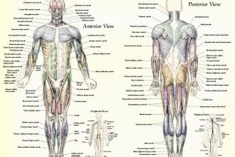 Muscles are described using unique anatomical terminology according to their actions and structure. muscular system labeled : Biological Science Picture ...