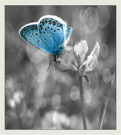 Blue Butterfly Splash Of Color Photography With Images Black And