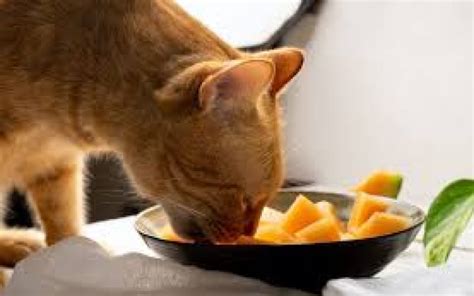 Bolehkah Kucing Makan Pepaya Simak Penjelasannya Disini