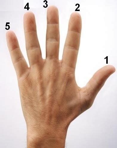 Nomes dos dedos das mãos e dos pés
