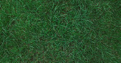 All You Need To Know About Kentucky Bluegrass