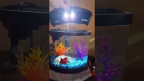 Aqueon Betta Bow 25 Review Youtube