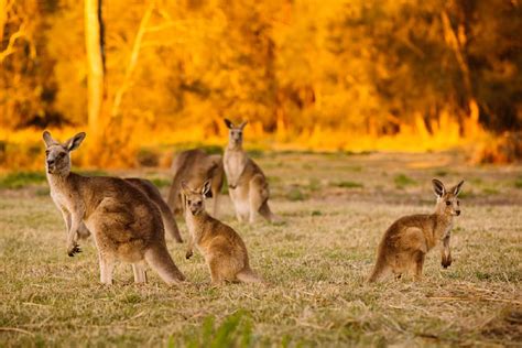 5 Fascinating Kangaroo Facts Quizzclub
