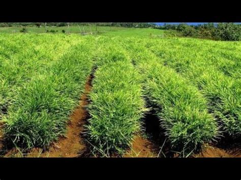 Cara menanam jahe di lahan terbuka, tidak terlalu rumit cuma perlu diperhatikan tehkniknya agar hasilnya memuaskan#budidayajahe#gingercultivation Cara menanam Jahe - YouTube