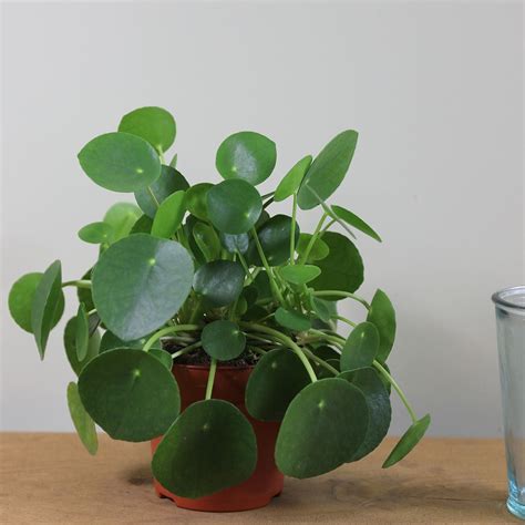As with most houseplants, too much direct sun can. Chinese money plant / missionary plant - RHS | Chinese ...