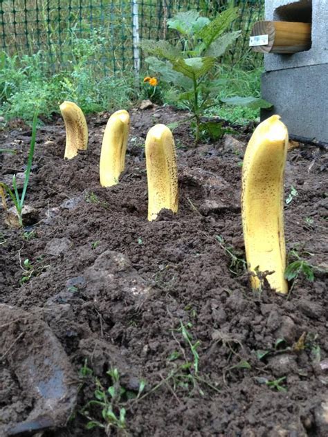 How To Grow Bananas In America Garden Care Veg Garden Fruit Garden