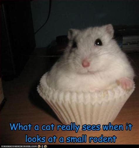 10 Funny Cupcake Memes