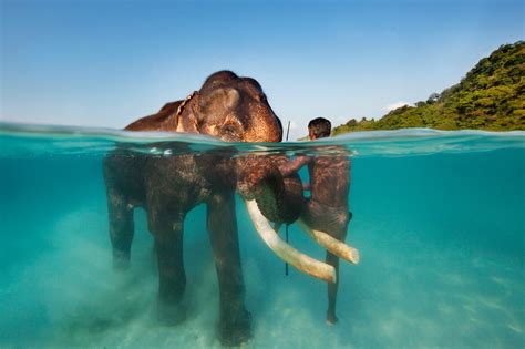 Swimming Elephant Andaman Islands India James Scott Flickr