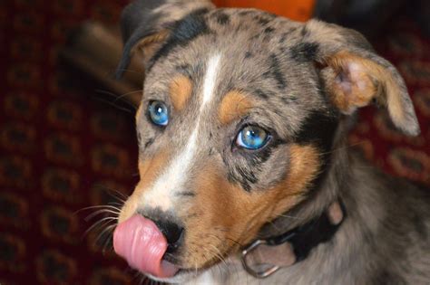 Bailey Catahoula Louisiana Leopard Dog Leopard Dog Catahoula