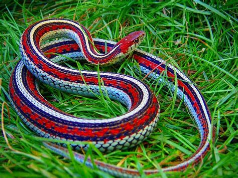 California Red Sided Garter Snake Reptiles Just The Cool Ones