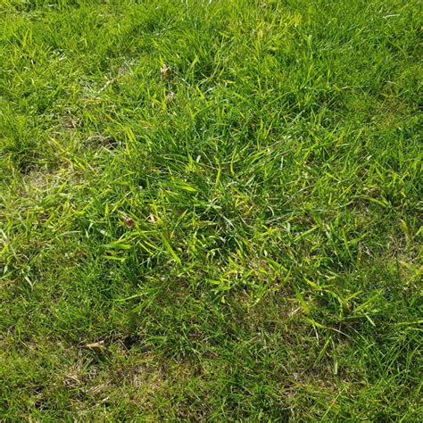 Lawn Problems Weeds And Rye Grass BBC Gardeners World Magazine