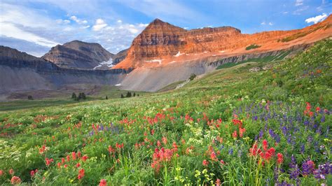 Colorful Wildflowers On Mount Timpanogos Wasatch Range Utah Usa