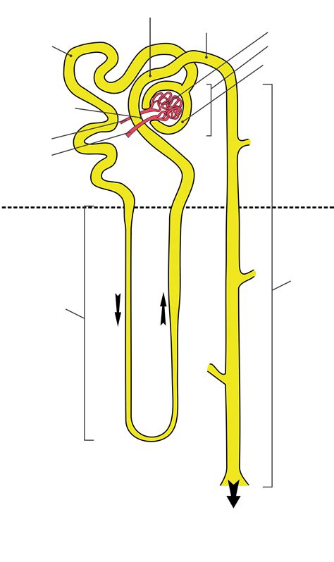 Nephron Blank Diagram