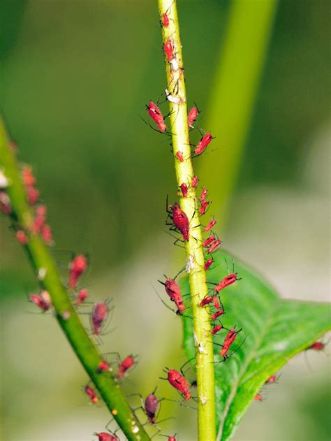 How To Get Rid Of Aphids Best Natural Methods Gardening Dream