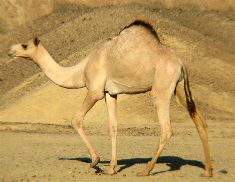 Adw Camelus Dromedarius Pictures