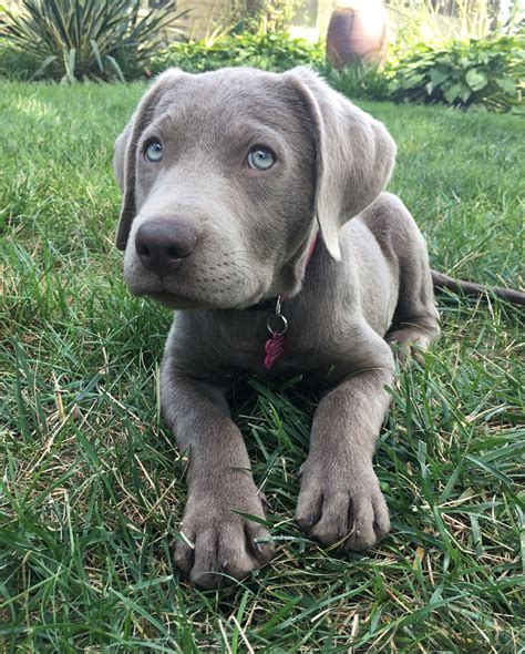 Silver Lab At 11 Weeks Old Dog Cat Puppies Animals