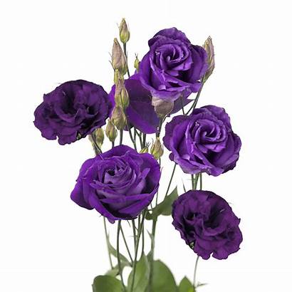 Lisianthus Purple Flowers Premium Stems Globalrose Blooms