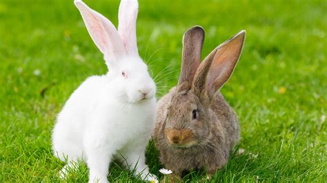 Spring Dangers For Rabbits Companion Care