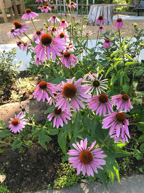 Purple Coneflower Plant Profile Sylvan Gardens Landscape Contractors