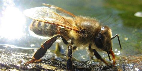Understanding Russian Honey Bees A Guide For New Beekeepers Carolina Honeybees
