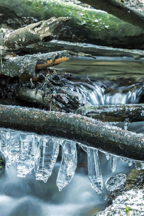 Icicles On Branch Over Frozen River Stock Photo Image Of Snow Quiet