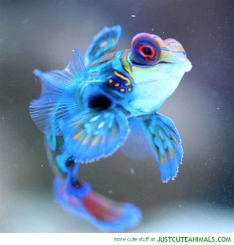 Periwinkle Mandarin Fish Blue Ocean Marine Cute Animals