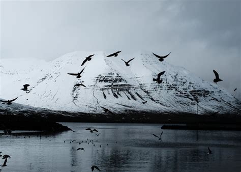 Beautiful Snowy Mountain With Lake And Flying Birds Stock Image Image