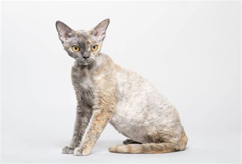Devon Rex Cat Breed Information Traits Characteristics Photos And Facts
