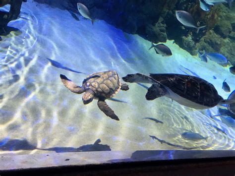 Turtle Rehabilitation Sea Life Kelly Tarltons Aquarium