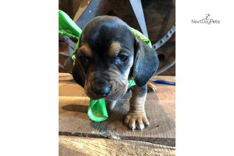 Maybe you would like to learn more about one of these? Rosco: Basset Hound puppy for sale near Springfield ...