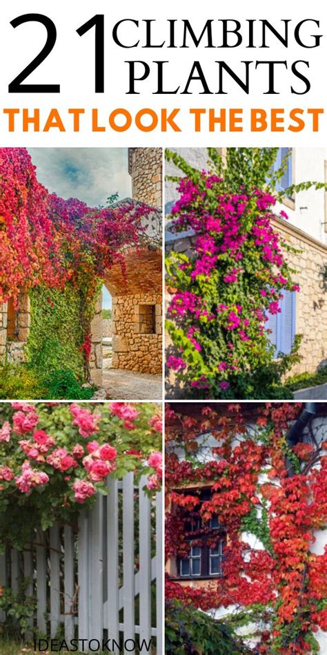Here are the 20 most beautiful flowering vines, along with a guide. 21 Best Climbing plants for Pergolas and Trellises ...