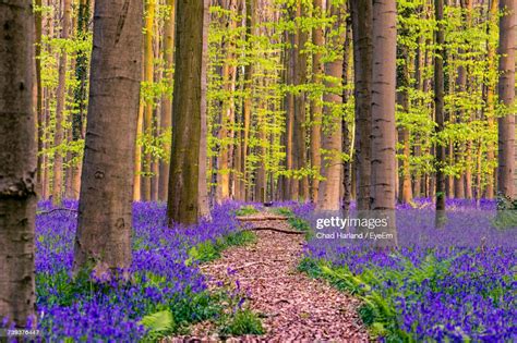 View Of Purple Flowers In Forest High Res Stock Photo