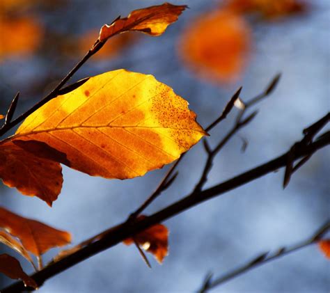 Dead Leaves Blur Nature Wallpapersc Smartphone