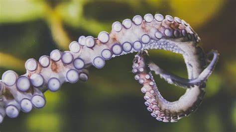 10 Crazy Facts About The Octopus Infactify