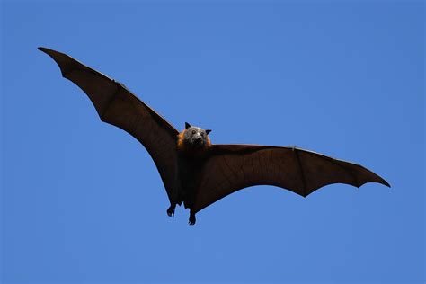 The Largest Bats In The World Worldatlas