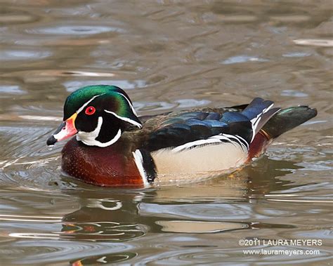 Wood Duck Wood Duck Drake Was Taken At The Bronx Zoo The Picture Of