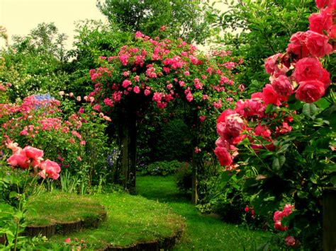 Rose Flower Garden Flower Hd Wallpapers Images